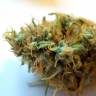 CBDivine feminised Ganja Seeds заказать CBDivine feminised Ganja Seeds заказать