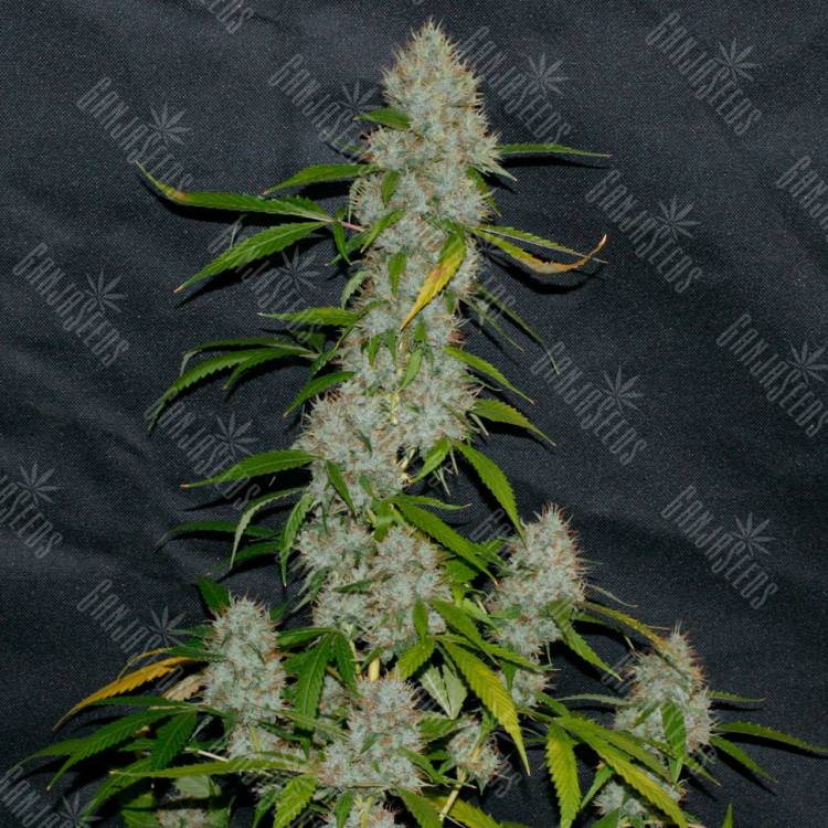 Annex feminised GanjaVIP Seeds Annex feminised GanjaVIP Seeds