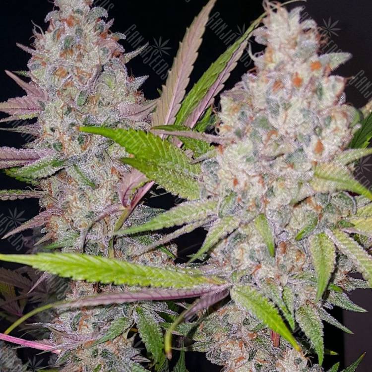 семена конопли купить Exodus Cheese feminised семена конопли купить Exodus Cheese feminised