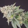 Exodus Cheese feminised Green House Seeds Exodus Cheese feminised Green House Seeds
