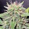 семена конопли с доставкой Exodus Cheese feminised Green House Seeds семена конопли с доставкой Exodus Cheese feminised Green House Seeds