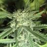 мощные семена конопли Exodus Cheese feminised Green House Seeds мощные семена конопли Exodus Cheese feminised Green House Seeds