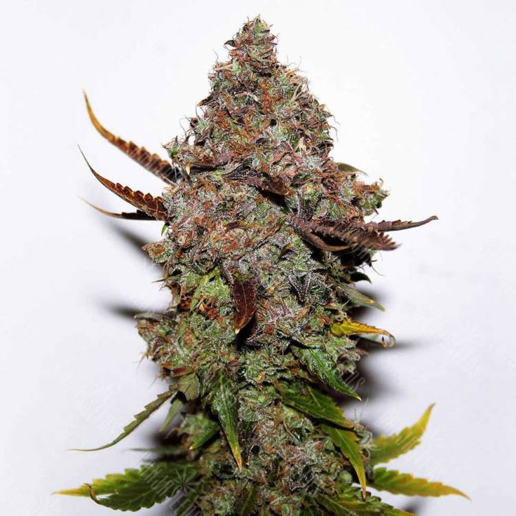 Skunk feminised Breeders Community Seeds Skunk feminised Breeders Community Seeds