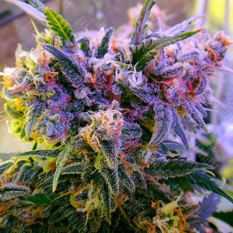 семена конопли регулярных сортов Galaxy regular Ganja Seeds семена конопли регулярных сортов Galaxy regular Ganja Seeds