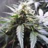 семена индийской конопли Auto Northern Lights feminised Nirvana Seeds семена индийской конопли Auto Northern Lights feminised Nirvana Seeds