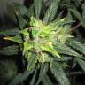 заказ семян конопли Спб Auto Northern Lights feminised Nirvana Seeds заказ семян конопли Спб Auto Northern Lights feminised Nirvana Seeds