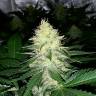 семена конопли для выращивания Northern Lights feminised Pyramid Seeds семена конопли для выращивания Northern Lights feminised Pyramid Seeds