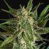семена конопли интернет магазин Mother Gorilla (Royal Madre) feminised Royal Queen
