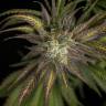 качественные семена конопли Mother Gorilla (Royal Madre) feminised Royal Queen