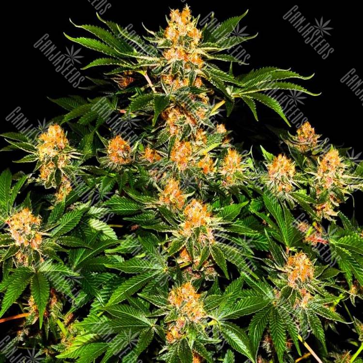 купить семена марихуаны Purple Punch купить семена марихуаны Purple Punch