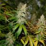 Colossus feminised GanjaVIP Seeds Colossus feminised GanjaVIP Seeds