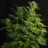 купить в России Auto Haze XXL feminised купить в России Auto Haze XXL feminised