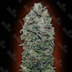 Sweet Soma feminised 00 Seeds