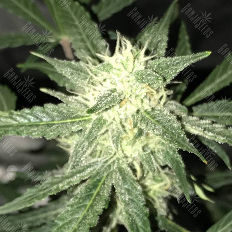 семена культурной конопли купить Auto OG Kush feminised Nirvana Seeds семена культурной конопли купить Auto OG Kush feminised Nirvana Seeds
