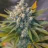 Auto Big Devil #2 feminised Sweet Seeds Auto Big Devil #2 feminised Sweet Seeds