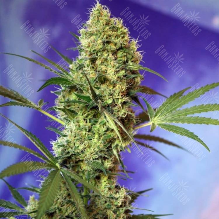 Auto Big Devil #2 feminised Sweet Seeds Auto Big Devil #2 feminised Sweet Seeds