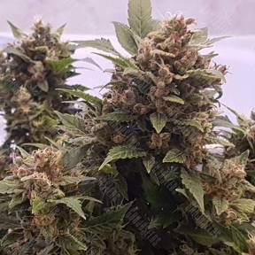 Auto Big Devil regular Ganja Seeds