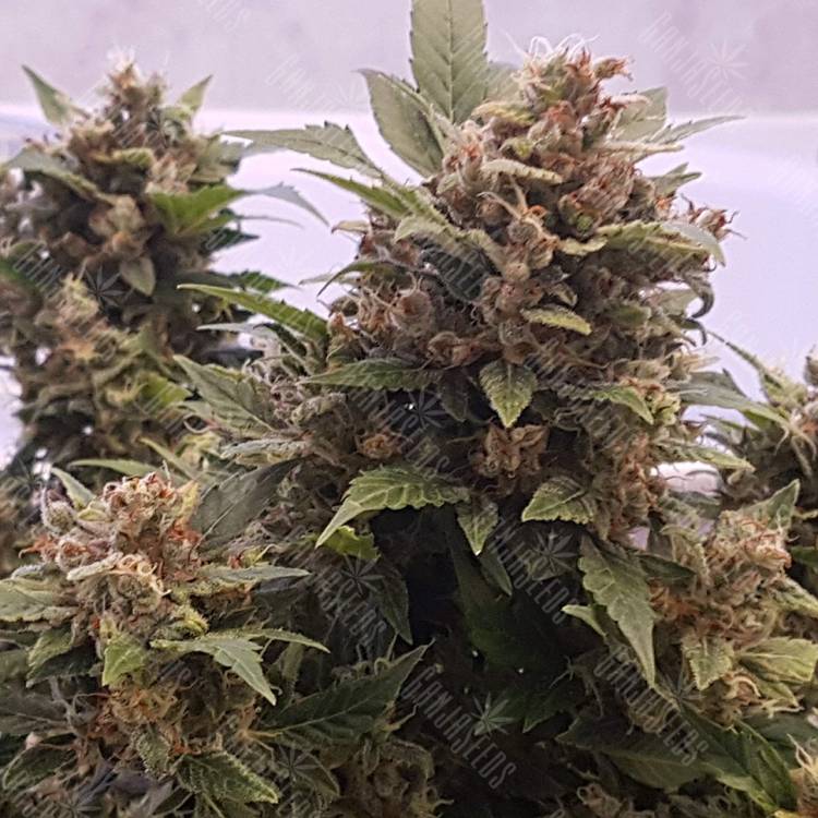 регулярные семена конопли купить Auto Big Devil regular регулярные семена конопли купить Auto Big Devil regular