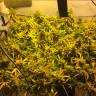 Daken feminised GanjaVIP Seeds Daken feminised GanjaVIP Seeds