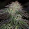 семена конопли интернет магазин OG Kush feminised Humboldt Seeds семена конопли интернет магазин OG Kush feminised Humboldt Seeds
