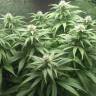 заказ семян конопли Москва Original Cheese feminised Paradise Seeds заказ семян конопли Москва Original Cheese feminised Paradise Seeds