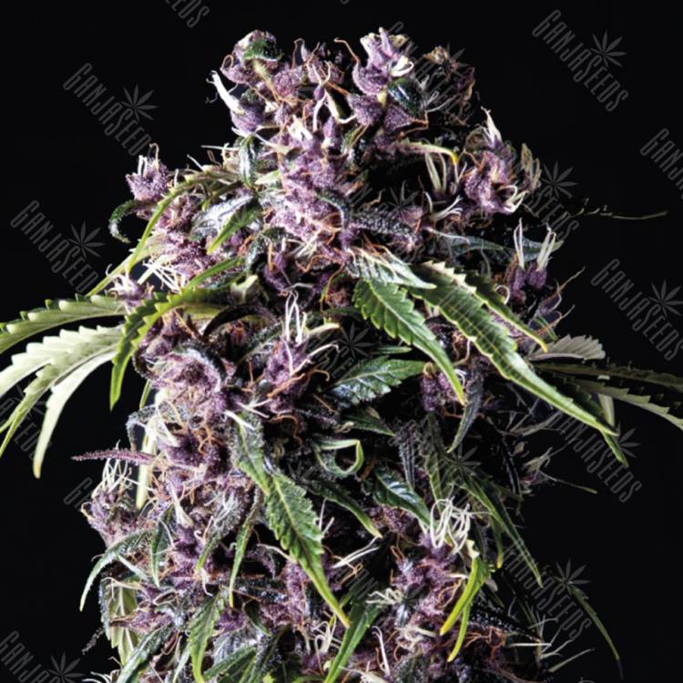 семена конопли аутдор Purple feminised Pyramid Seeds семена конопли аутдор Purple feminised Pyramid Seeds