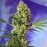 семена конопли с доставкой Auto Hell's Angel OG feminised
семена конопли с доставкой Auto Hell's Angel OG feminised