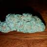 Auto Hell's Angel OG feminised Ganja Seeds Auto Hell's Angel OG feminised Ganja Seeds