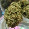 семена конопли индика Auto Hindu Kush feminised семена конопли индика Auto Hindu Kush feminised
