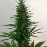 семена культурной конопли купить Auto Hindu Kush feminised семена культурной конопли купить Auto Hindu Kush feminised