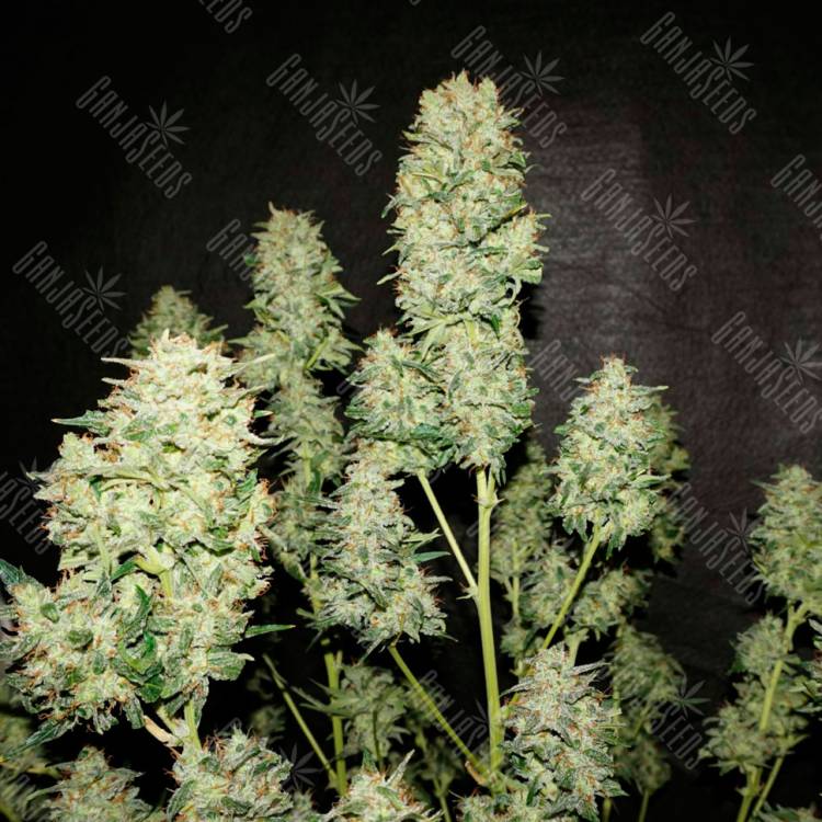 семена конопли дешево Auto OG Kush feminised семена конопли дешево Auto OG Kush feminised