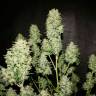 семена конопли дешево Auto OG Kush feminised семена конопли дешево Auto OG Kush feminised