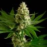 автоцветущие семена конопли Auto OG Kush feminised автоцветущие семена конопли Auto OG Kush feminised