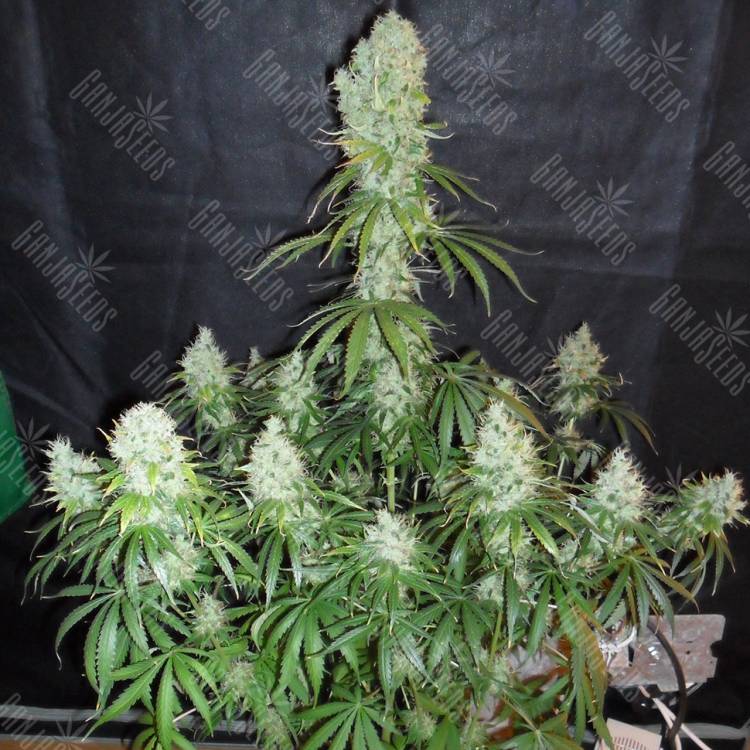 урожайные семена конопли Arjan's Haze 2 feminised Green House Seeds урожайные семена конопли Arjan's Haze 2 feminised Green House Seeds