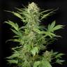 купить семена конопли в России Auto Moby Dick feminised купить семена конопли в России Auto Moby Dick feminised