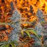 White Haze feminised Breeders Community Seeds White Haze feminised Breeders Community Seeds
