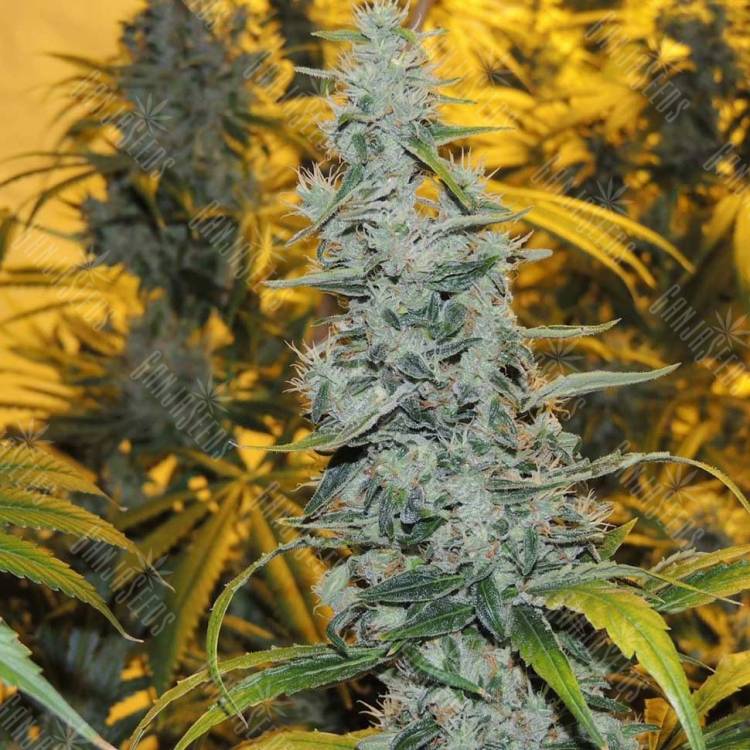 White Haze feminised Breeders Community Seeds White Haze feminised Breeders Community Seeds