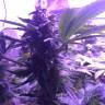 семена конопли наложенным платежом Shining Silver Haze feminised Royal Queen семена конопли наложенным платежом Shining Silver Haze feminised Royal Queen