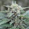 семена конопли для посадки купить Auto Lemon Skunk feminised