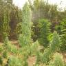 семена конопли элитных сортов Auto Lemon Skunk feminised