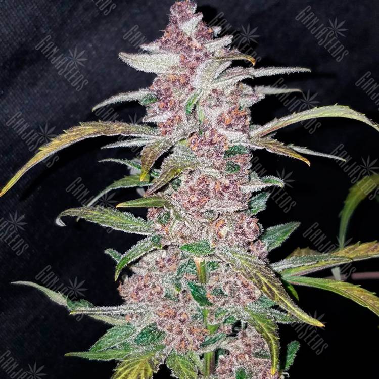 Havok feminised GanjaVIP Seeds Havok feminised GanjaVIP Seeds