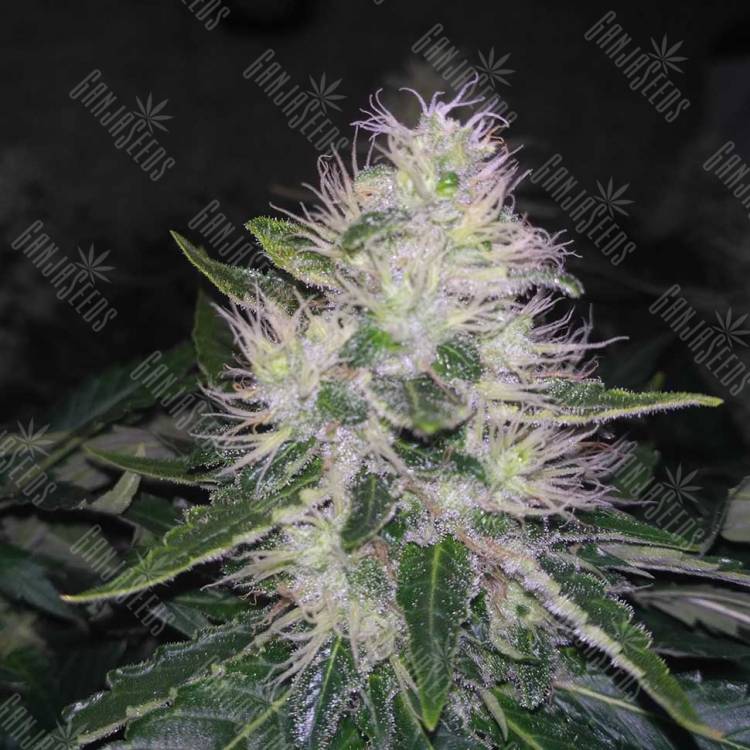 White Widow feminised Breeders Community Seeds White Widow feminised Breeders Community Seeds