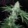 где можно заказать семена конопли Hash Plant regular Ganja Seeds где можно заказать семена конопли Hash Plant regular Ganja Seeds
