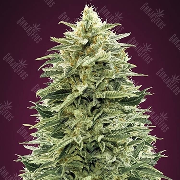 семена конопли автоцвет Auto Amnesia feminised Advanced Seeds семена конопли автоцвет Auto Amnesia feminised Advanced Seeds