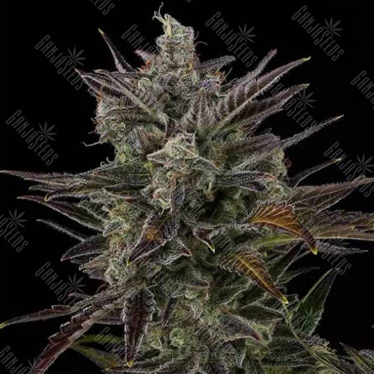 семена конопли в фирменной упаковке Buddha Morpheus feminised Buddha Seeds семена конопли в фирменной упаковке Buddha Morpheus feminised Buddha Seeds
