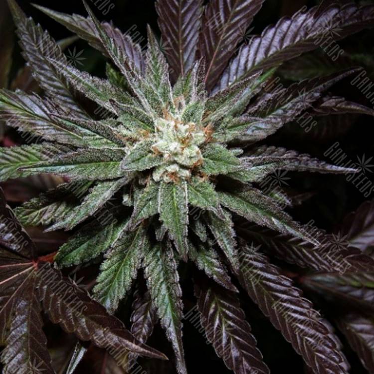 семена индийской конопли LA Confidential regular DNA Genetics