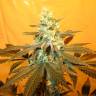 семена конопли Россия Pineapple Skunk feminised Humboldt Seeds семена конопли Россия Pineapple Skunk feminised Humboldt Seeds