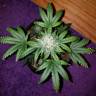 автоцветущие семена конопли Auto White Widow feminised Nirvana Seeds автоцветущие семена конопли Auto White Widow feminised Nirvana Seeds
