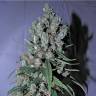 семена конопли для выращивания Jack 47 feminised Sweet Seeds семена конопли для выращивания Jack 47 feminised Sweet Seeds