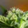 Семена конопли в России Auto Blow Mind feminised Ganja Seeds Семена конопли в России Auto Blow Mind feminised Ganja Seeds